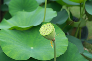 A white lotus flower bud against green foliage.