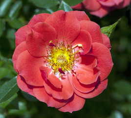 Kletterrose, Chewhighway