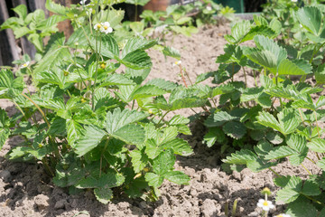 Strawberry Plant in Spring