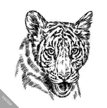 engrave ink draw tiger illustration
