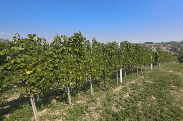 Fototapeta na wymiar Purple red grapes with green leaves on the vineyard