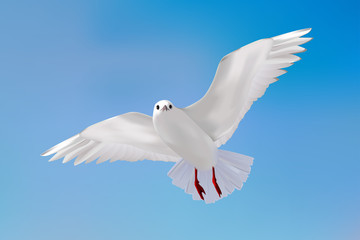 Gull in blue sky.