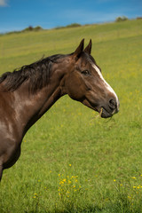 Liver chestnut horse with a white stripe, in a green grass field with yellow flowers and blue sky, eating some grass.