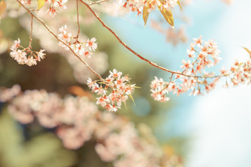 Wild Himalayan Cherry spring blossom