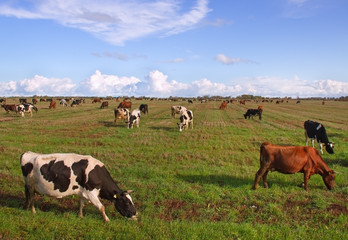 Caws in a meadow.