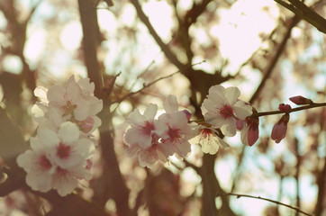 Almond tree twigs blossom in soft light soft focus