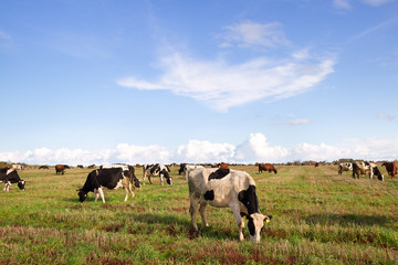 Caws in a meadow.