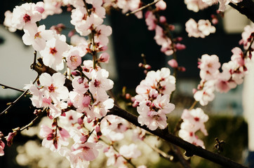 Almond tree twigs blossom in soft light soft focus