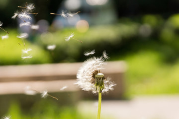 Fototapeta premium dandelion fly away in the wind