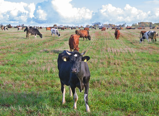 Fototapeta premium Caws in a meadow.