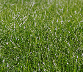 New green lawn.