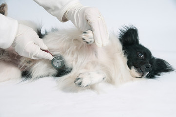 Kleinem Hund wird das Herz mit Stethoskop abgehört