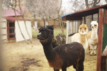 alpaca in alpaca farm