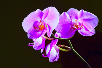 Naklejka na ściany i meble Pink cultivated orchid isolated over black background - ideal greeting card.