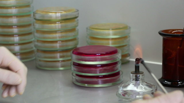 A man incinerates bacteriologist's tool in flame, opens dish, touches colony on red agar (Endo) and inoculates sterile point on antibiotic agar in another plate. Camera is locked.  Close-up.