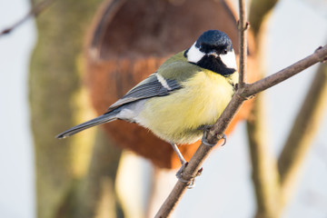 Fototapeta premium Great Tit bird sitting on the branch of a tree