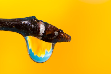 Flower refraction in a dew drop on a twig