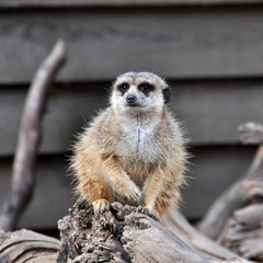Fototapeta premium Beautiful capture of a meerkat perched on a log