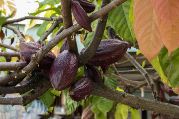 Cacao Fruits and Leaves on Theobroma Tree