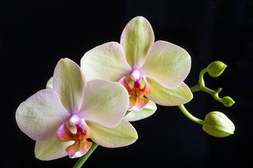 Fototapeta na wymiar Beautiful yellow orchid on black background