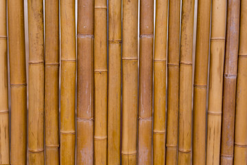 Yellow Bamboo background texture