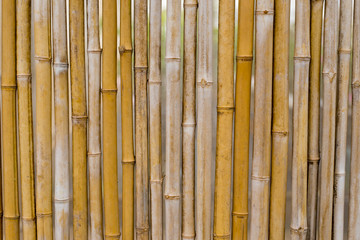 Yellow Bamboo background texture