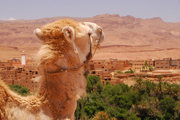 Marokko -   Auf der Straße der Kasbahs in der Nähe von Ouarazate