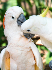 Lovely cockatoo