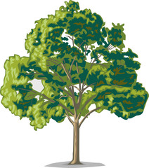 tree