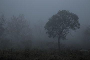 Fototapeta na wymiar Tree is fog.