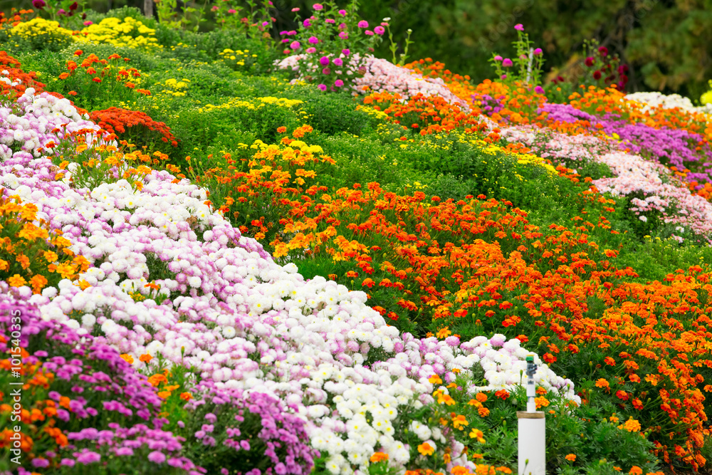 Poster garden flowers background