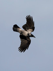 Hooded Crow (Corvus cornix)