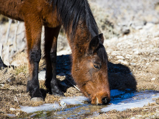 Nevada wild horse drinking near semi-frozen creek in the winter