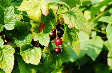 black currant on a branch in the garden
