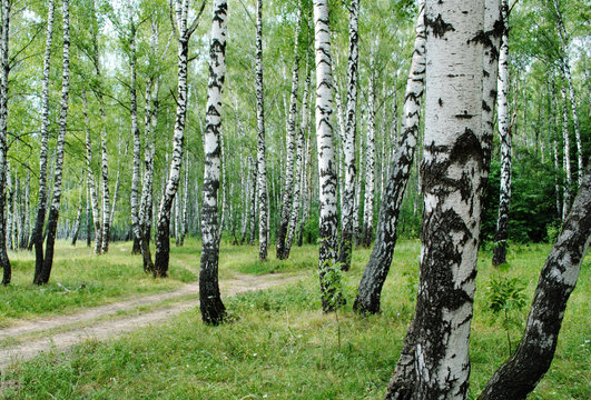 Fototapeta Green birch grove in spring