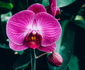 orchid flower in garden process in vintage tone color
