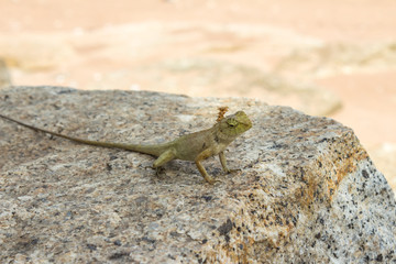 iguana