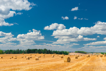 endless beautiful of gold color the field after harvest