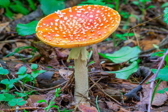 amanita dangerous mushroom in the forest close-up
