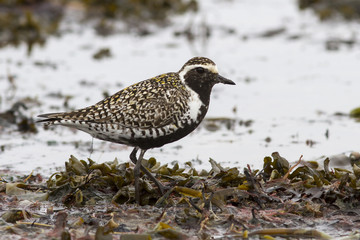 Pacific golden plover which stands among the seaweed on the sea