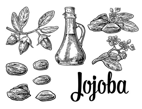 Jojoba fruit with glass jar. Hand drawn vector vintage engraved illustration.