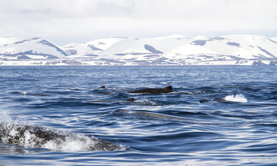 Group north floaters floating along the Bering Island