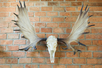 Deer skull hanged