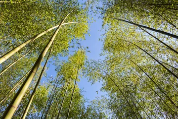 Papier Peint photo autocollant Bambou Forêt de bambous verts