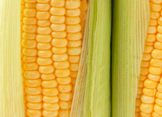 Ripe corn on the cob