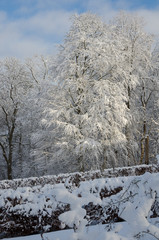 winter in sweden with snow on the tree