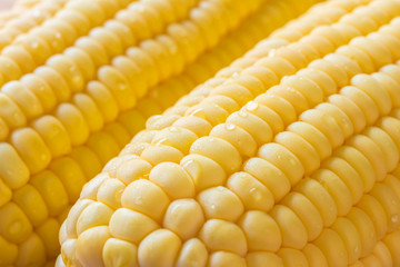 Fresh sweet corn isolated on a white background
