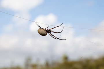 Golden Silk Orb Weaver Spider (Nephila Edulis) - Pilbara - Australia