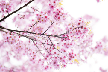 Spring Sakura Cherry Blossom