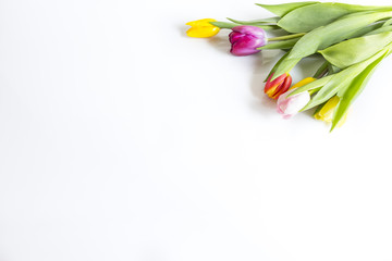 Fototapeta Tulipany na białym tle obraz